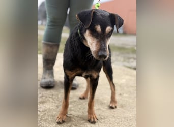 Lujka - Gnadenplatz gesucht