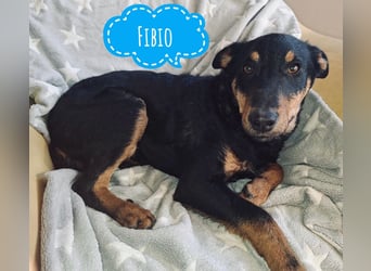 Fibio ein absoluter Schatz