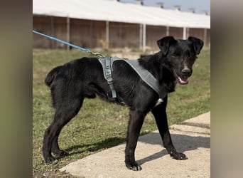 Mars - unsichtbar im Tierheim