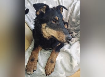 Fibio ein absoluter Schatz