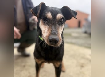 Lujka - Gnadenplatz gesucht