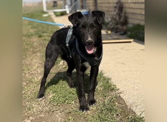 Mars - unsichtbar im Tierheim