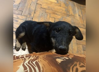 Harley ein kleiner liebevoller Bub