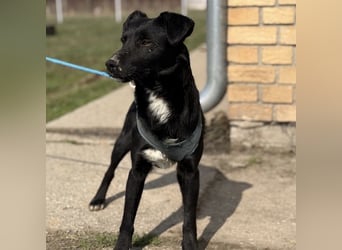 Mars - unsichtbar im Tierheim