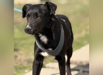 Mars - unsichtbar im Tierheim