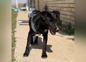 Mars - unsichtbar im Tierheim