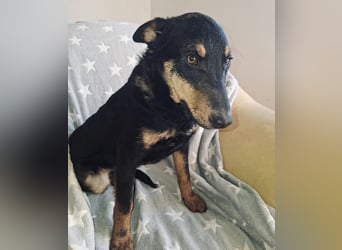 Fibio ein absoluter Schatz