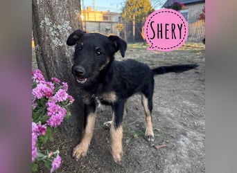 Shery eine winzige Herzensbrecherin