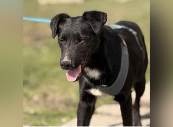 Mars - unsichtbar im Tierheim