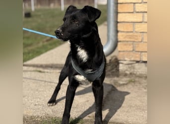 Mars - unsichtbar im Tierheim