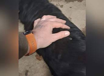 Lujka - Gnadenplatz gesucht