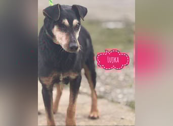 Lujka - Gnadenplatz gesucht