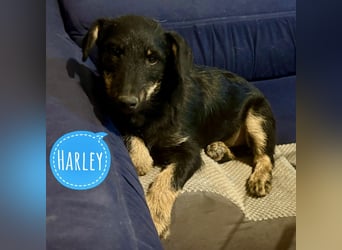 Harley ein kleiner liebevoller Bub