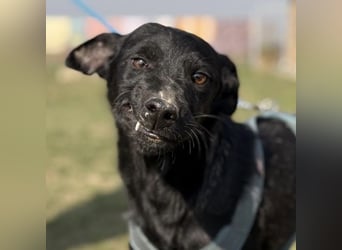 Arwen - unsichtbar in Tierheim