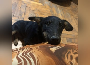 Harley ein kleiner liebevoller Bub