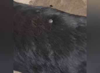 Lujka - Gnadenplatz gesucht