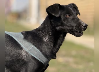 Arwen - unsichtbar in Tierheim