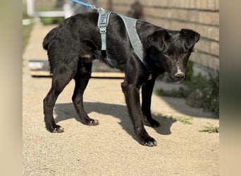 Mars - unsichtbar im Tierheim