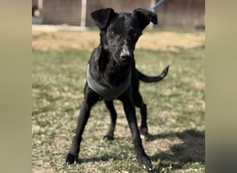 Arwen - unsichtbar in Tierheim