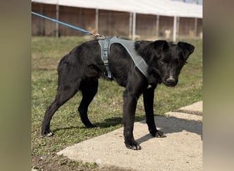 Mars - unsichtbar im Tierheim
