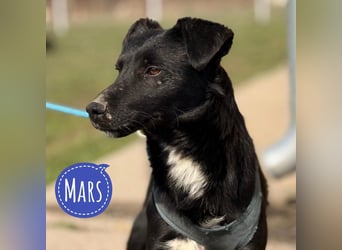 Mars - unsichtbar im Tierheim