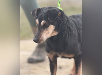 Lujka - Gnadenplatz gesucht