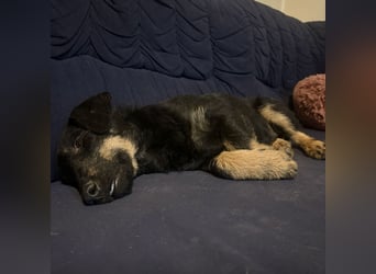 Harley ein kleiner liebevoller Bub