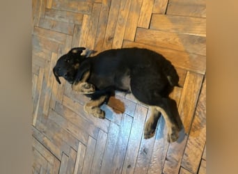 Harley ein kleiner liebevoller Bub