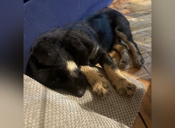 Harley ein kleiner liebevoller Bub