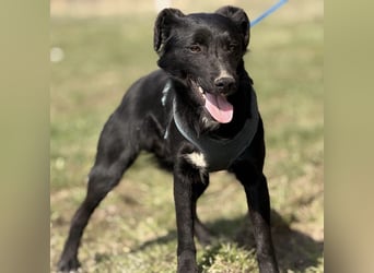 Mars - unsichtbar im Tierheim