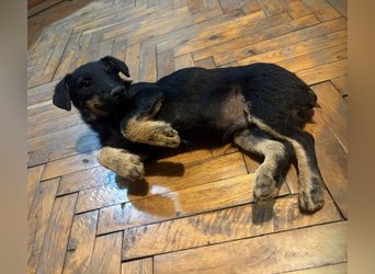 Harley ein kleiner liebevoller Bub