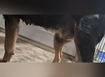 Lujka - Gnadenplatz gesucht