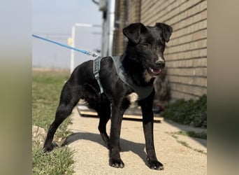 Mars - unsichtbar im Tierheim