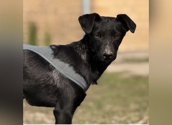 Arwen - unsichtbar in Tierheim