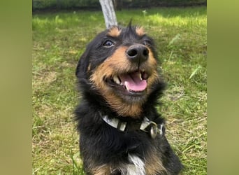 Krilin ein fröhlicher verschmuster Hundebub