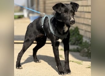 Mars - unsichtbar im Tierheim