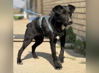 Mars - unsichtbar im Tierheim