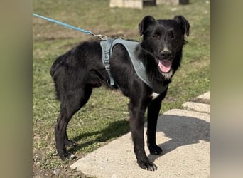 Mars - unsichtbar im Tierheim