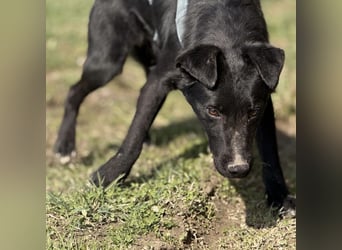 Mars - unsichtbar im Tierheim