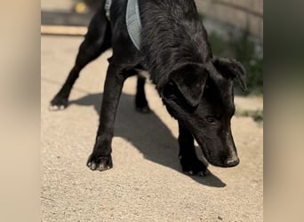 Mars - unsichtbar im Tierheim