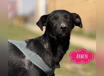 Arwen - unsichtbar in Tierheim