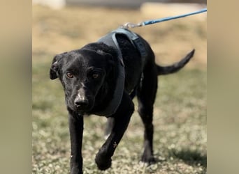 Arwen - unsichtbar in Tierheim