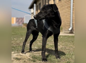 Arwen - unsichtbar in Tierheim