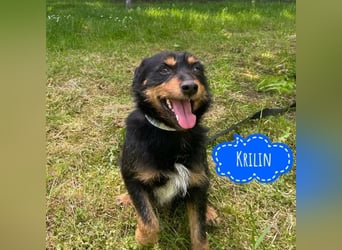 Krilin ein fröhlicher verschmuster Hundebub