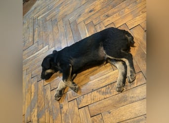 Harley ein kleiner liebevoller Bub