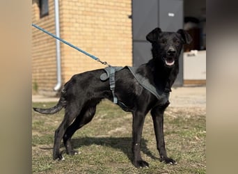 Arwen - unsichtbar in Tierheim