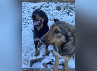 Lotta - Jagdterrier Mix