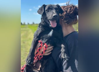 Feiner, kleiner Rüde Bono ❤️ Jagdterrier- und Kroatischer Schäfi-Mix