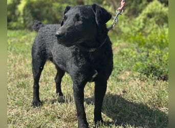 Feiner, kleiner Rüde Bono ❤️ Jagdterrier- und Kroatischer Schäfi-Mix