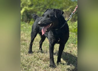 Feiner, kleiner Rüde Bono ❤️ Jagdterrier- und Kroatischer Schäfi-Mix